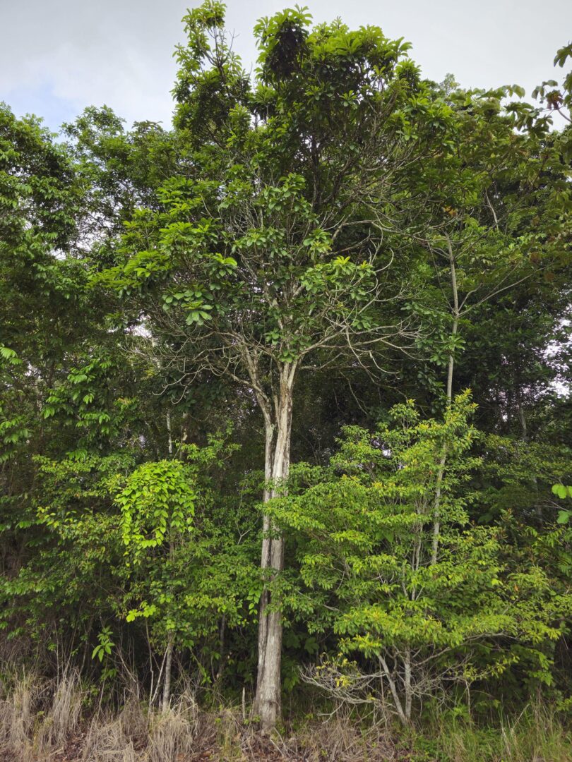 Pouteria nordestinensis Alves-Araújo & M.Alves