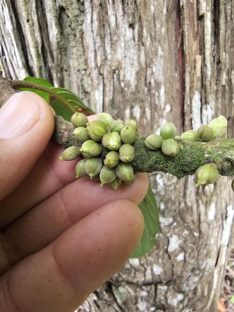 Pouteria nordestinensis Alves-Araújo & M.AlvesPouteria nordestinensis Alves-Araújo & M.AlvesPouteria nordestinensis Alves-Araújo & M.AlvesPouteria nordestinensis Alves-Araújo & M.AlvesPouteria nordestinensis Alves-Araújo & M.AlvesPouteria nordestinensis Alves-Araújo & M.AlvesPouteria nordestinensis Alves-Araújo & M.Alves