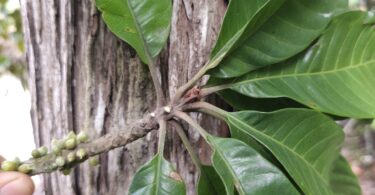 Pouteria nordestinensis Alves-Araújo & M.Alves