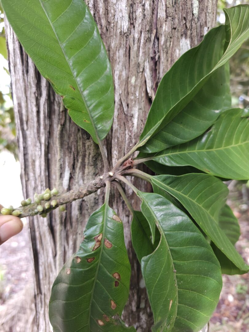 Pouteria nordestinensis Alves-Araújo & M.Alves
