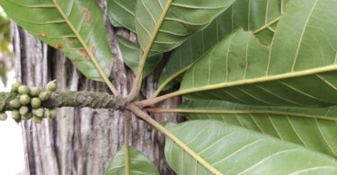 Pouteria nordestinensis Alves-Araújo & M.Alves