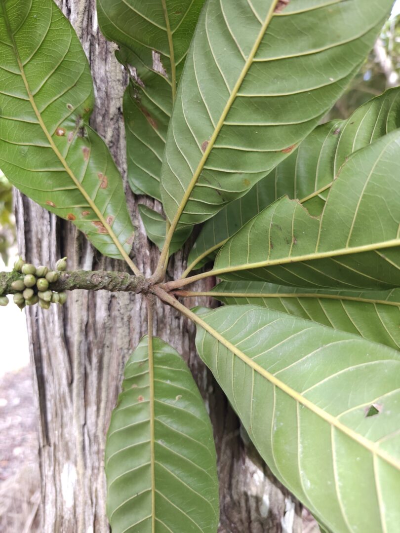 Pouteria nordestinensis Alves-Araújo & M.Alves