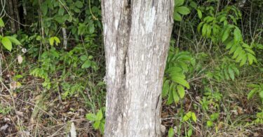 Pouteria nordestinensis Alves-Araújo & M.Alves