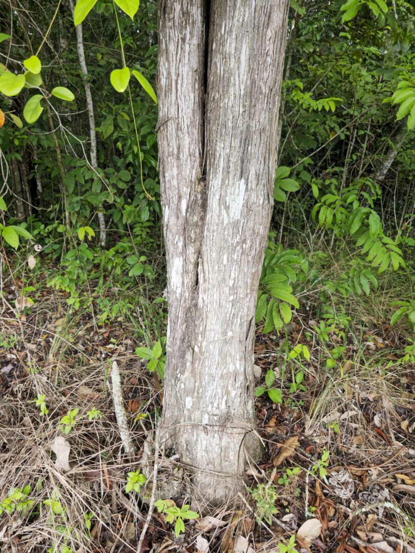 Pouteria nordestinensis Alves-Araújo & M.Alves