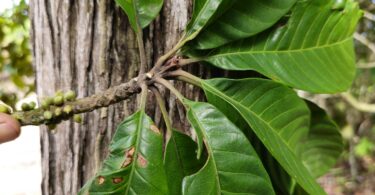 Pouteria nordestinensis Alves-Araújo & M.Alves