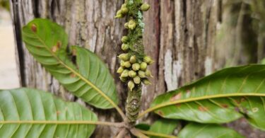 Pouteria nordestinensis Alves-Araújo & M.Alves