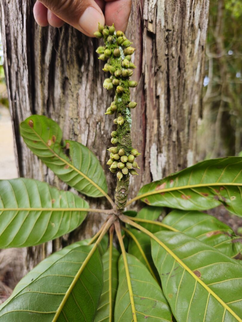 Pouteria nordestinensis Alves-Araújo & M.Alves