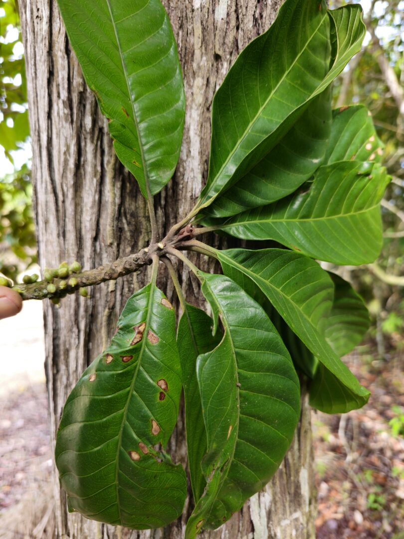 Pouteria nordestinensis Alves-Araújo & M.Alves