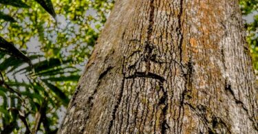 Urucuba - Virola gardneri