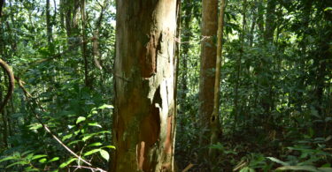 Urucuba - Virola gardneri