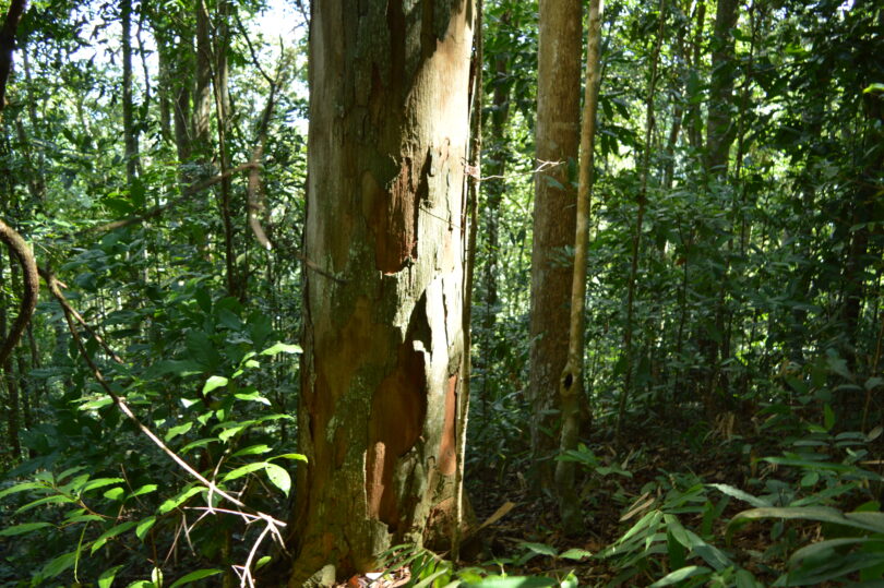 Urucuba - Virola gardneri