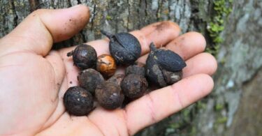 Urucuba - Virola gardneri