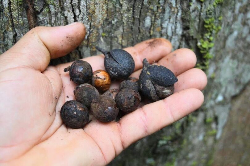 Urucuba - Virola gardneri