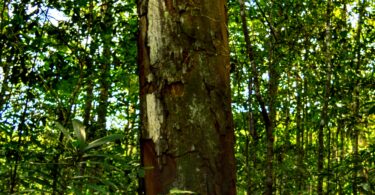 Urucuba - Virola gardneri