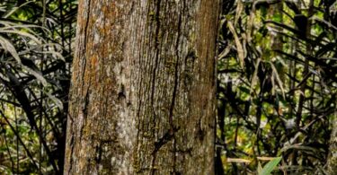 Urucuba - Virola gardneri