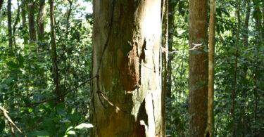Urucuba - Virola gardneri