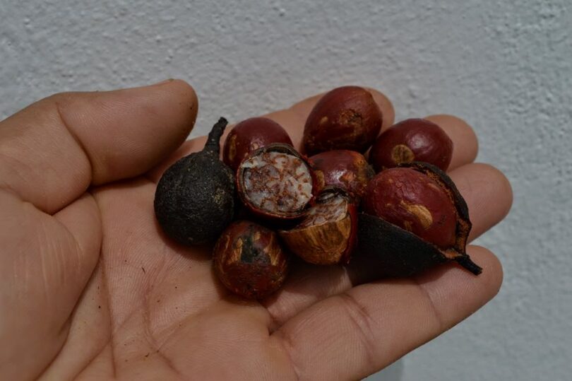 Urucuba - Virola gardneri