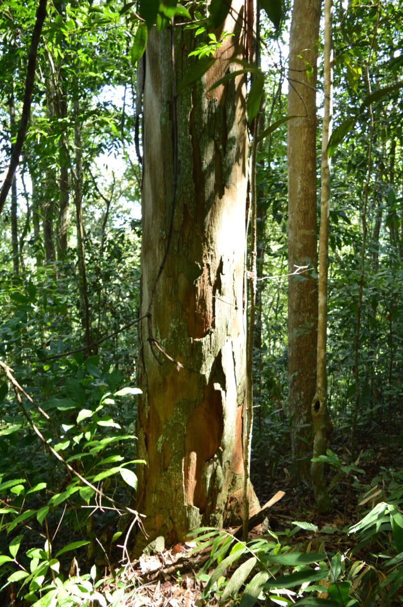 Urucuba - Virola gardneri