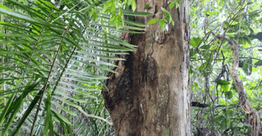 Urucuba - Virola gardneri