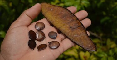 Faveira - Poecilanthe grandiflora Benth.