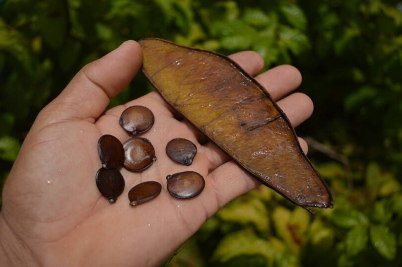 Faveira - Poecilanthe grandiflora Benth.