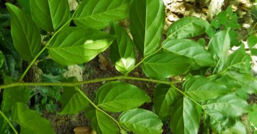 Faveira - Poecilanthe grandiflora Benth.