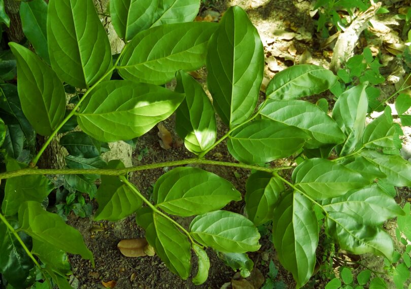 Faveira - Poecilanthe grandiflora Benth.
