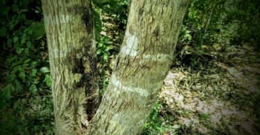 Faveira - Poecilanthe grandiflora Benth.