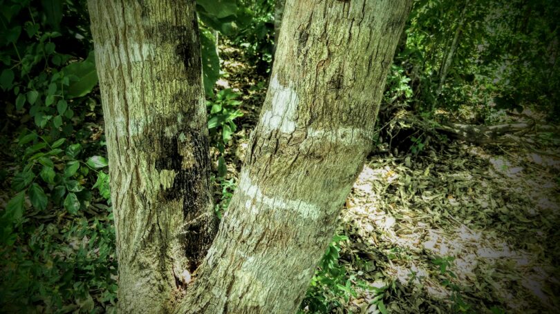 Faveira - Poecilanthe grandiflora Benth.