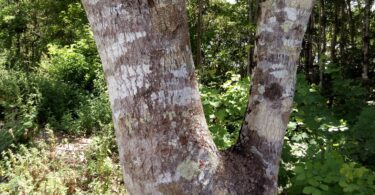 Faveira - Poecilanthe grandiflora Benth.