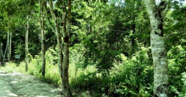 Faveira - Poecilanthe grandiflora Benth.