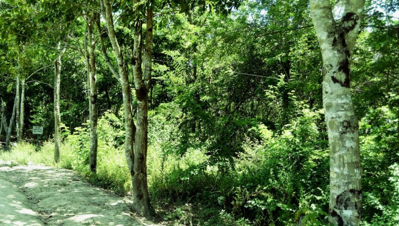 Faveira - Poecilanthe grandiflora Benth.