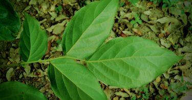 Faveira - Poecilanthe grandiflora Benth.