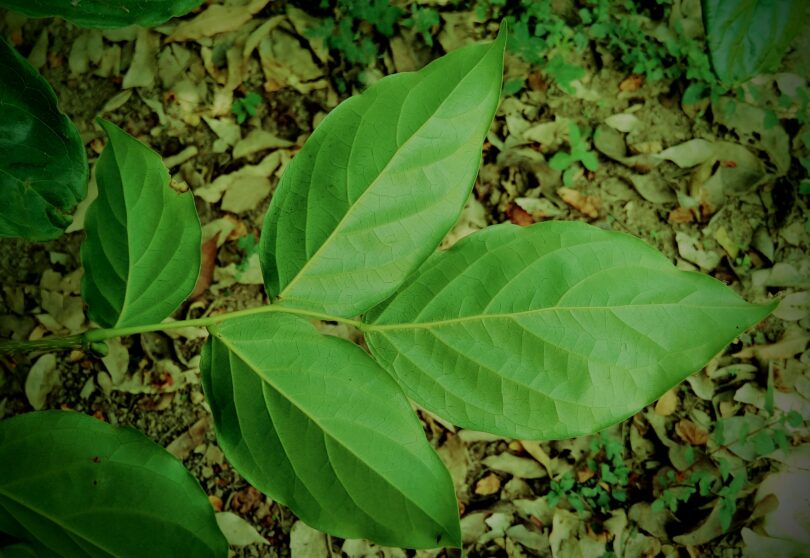 Faveira - Poecilanthe grandiflora Benth.
