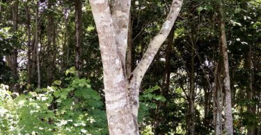 Faveira - Poecilanthe grandiflora Benth.