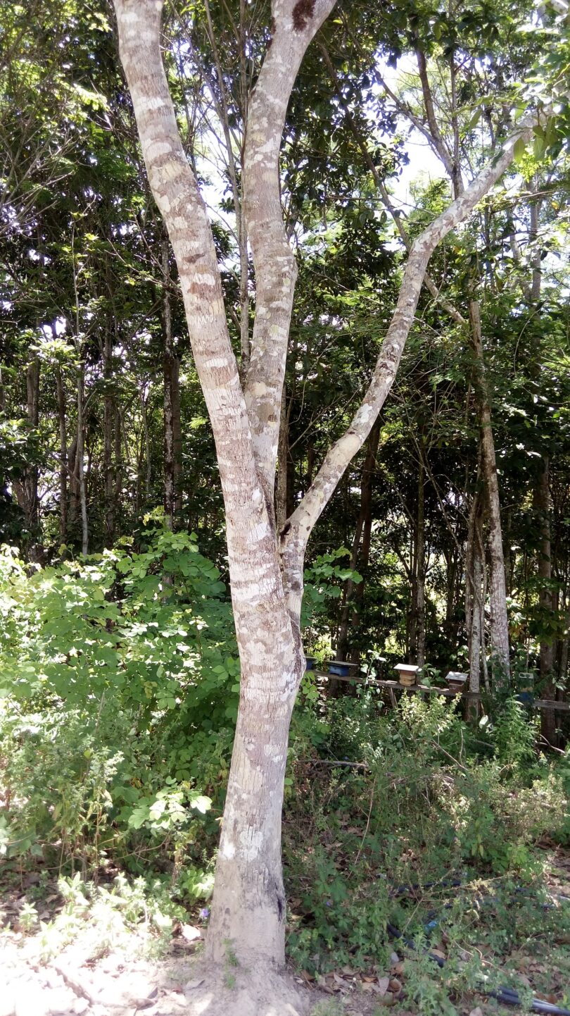 Faveira - Poecilanthe grandiflora Benth.