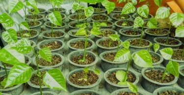 Faveira - Poecilanthe grandiflora Benth.