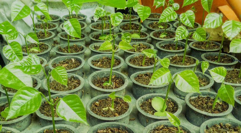 Faveira - Poecilanthe grandiflora Benth.