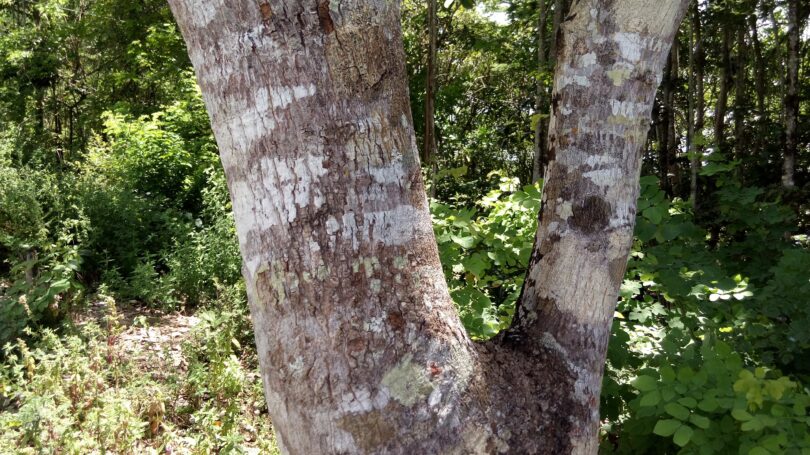Faveira - Poecilanthe grandiflora Benth.