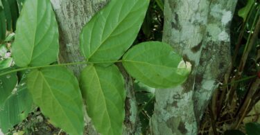 Faveira - Poecilanthe grandiflora Benth.