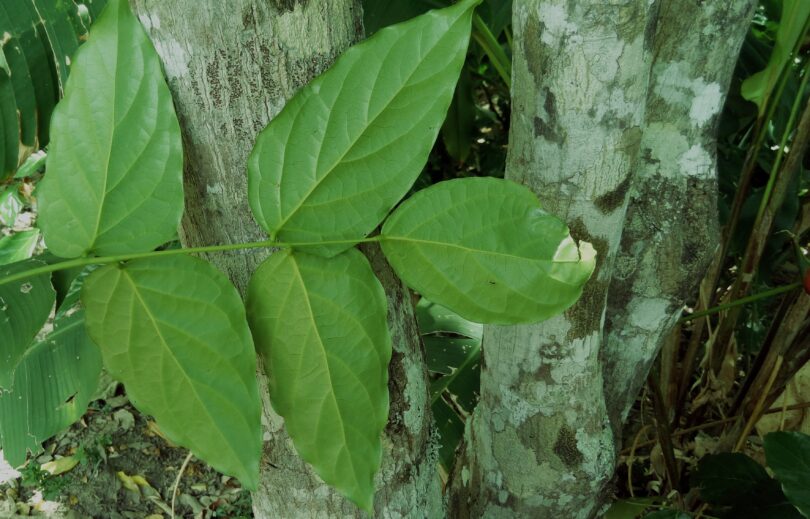 Faveira - Poecilanthe grandiflora Benth.