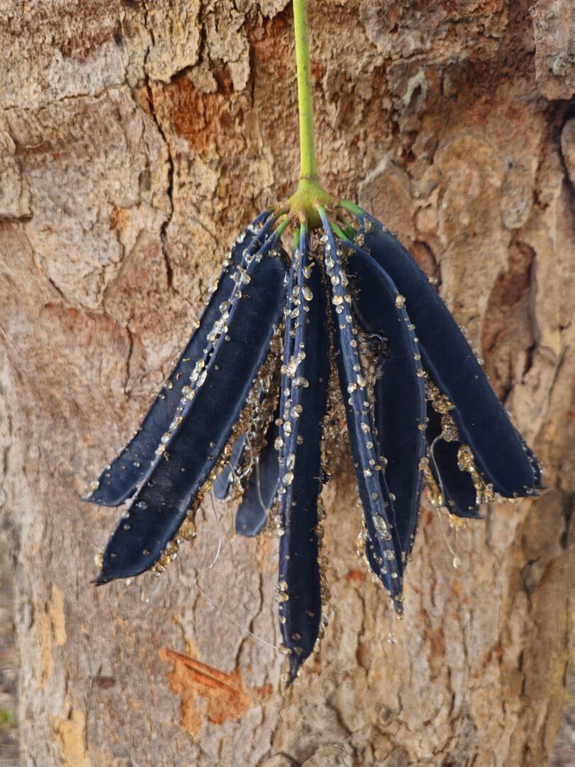 Frutos de Visgueiro - Parkia pendula (Willd.) Benth. ex Walp.