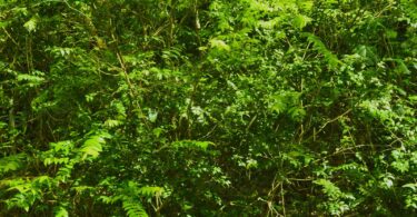 Myrciaria cambuca -ramos - 6 de ago de 2017, dom, 09:59