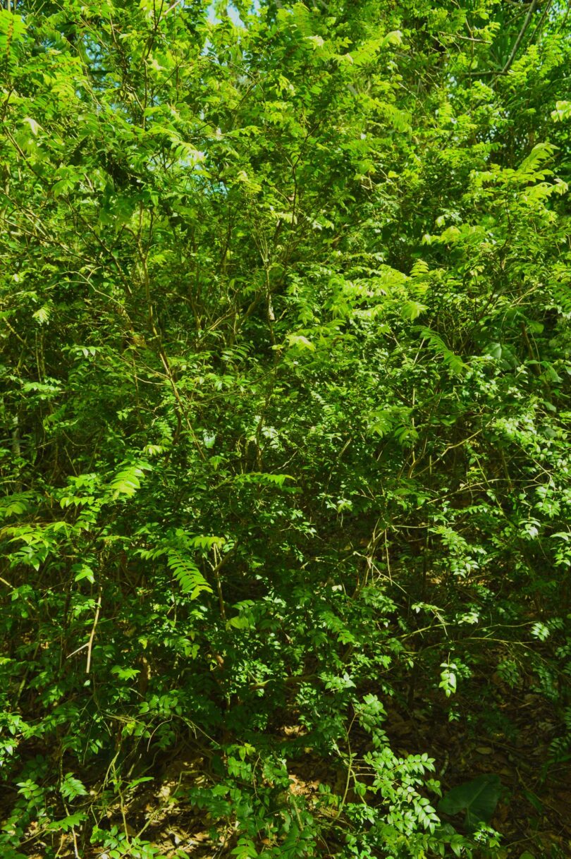 Myrciaria cambuca -ramos - 6 de ago de 2017, dom, 09:59