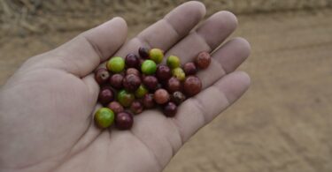 Myrciaria cambuca - 6 de ago de 2017, dom, 09:59