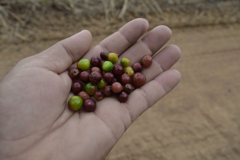 Myrciaria cambuca - 6 de ago de 2017, dom, 09:59