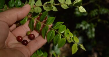 Myrciaria cambuca - frutos e ramos 2016