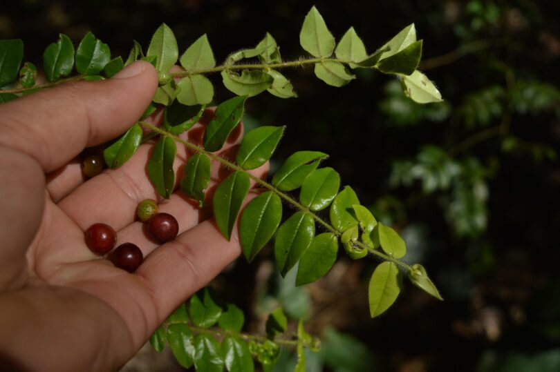 Myrciaria cambuca - frutos e ramos 2016