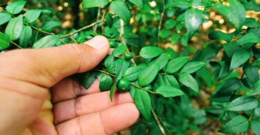 Myrciaria cambuca -ramos - 6 de ago de 2017, dom, 09:59