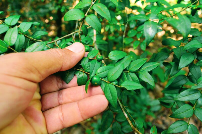 Myrciaria cambuca -ramos - 6 de ago de 2017, dom, 09:59